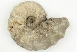 Cut/Polished Calycoceras Ammonite (Half) - Texas #198210-1